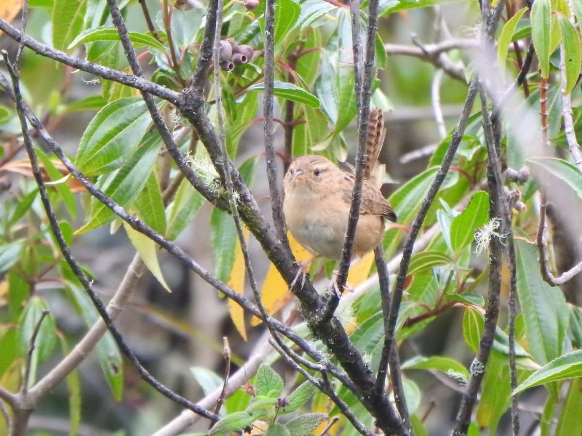 Grass Wren - ML614703925