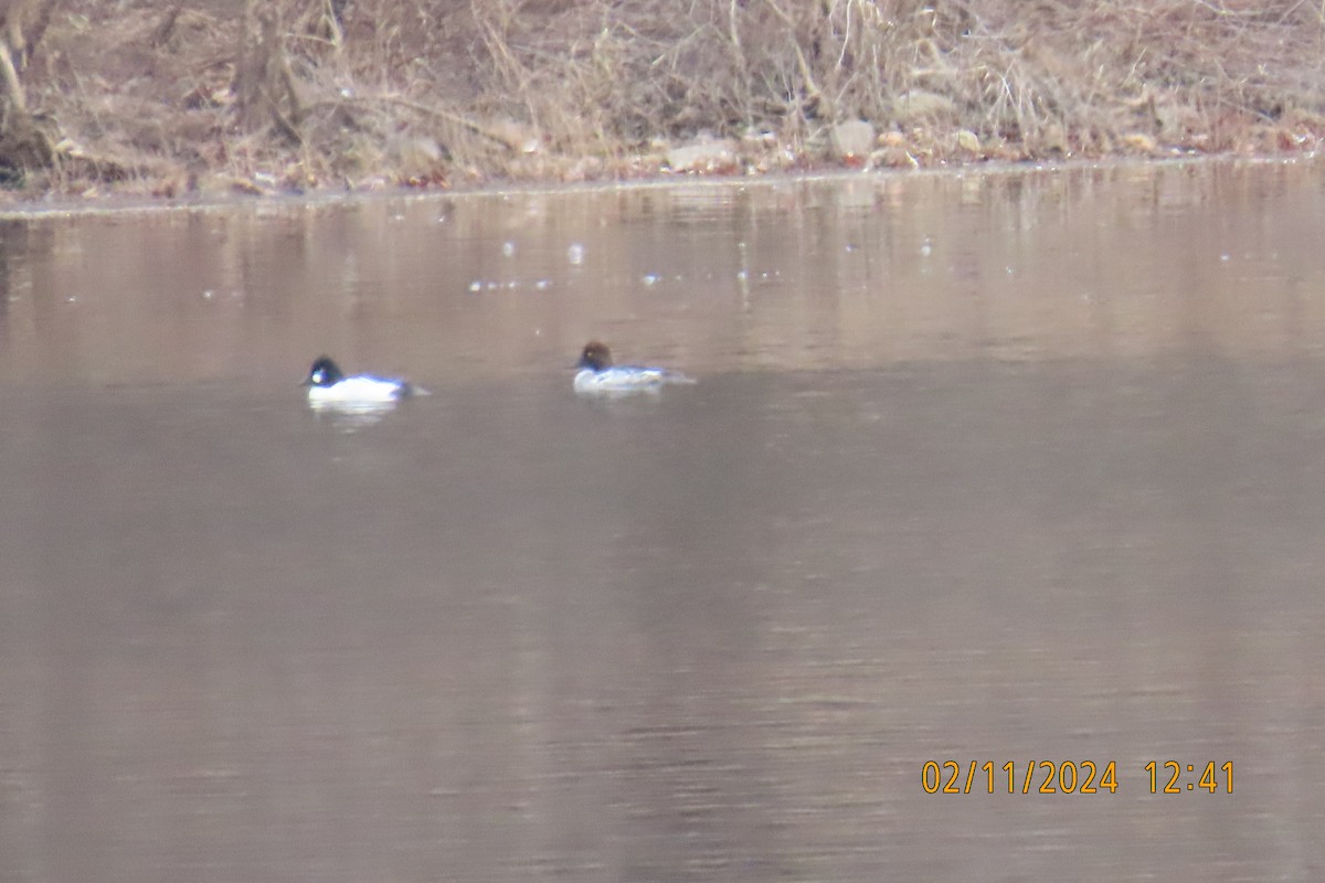 Common Goldeneye - Leslie Baker