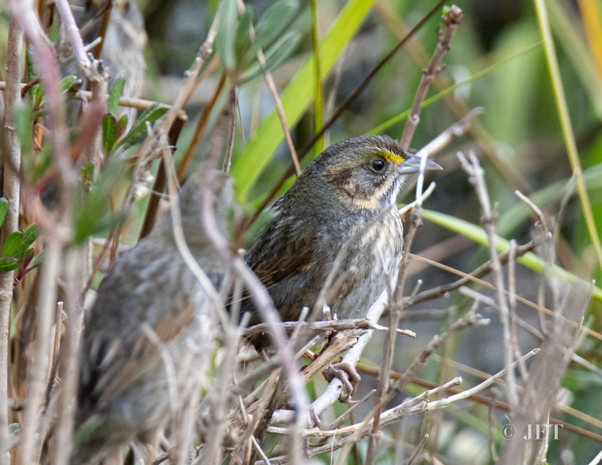 Seaside Sparrow - ML614703953