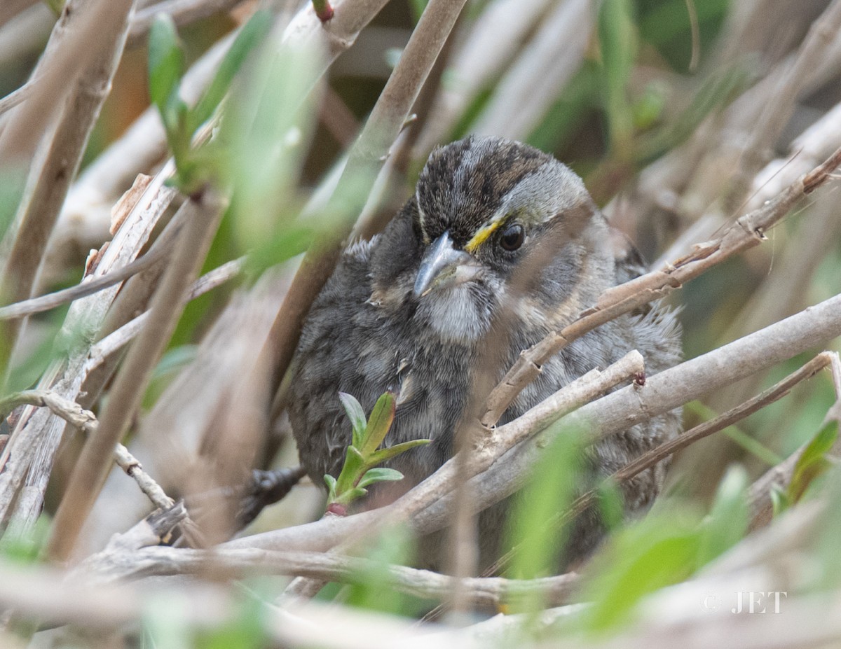 Seaside Sparrow - ML614703954