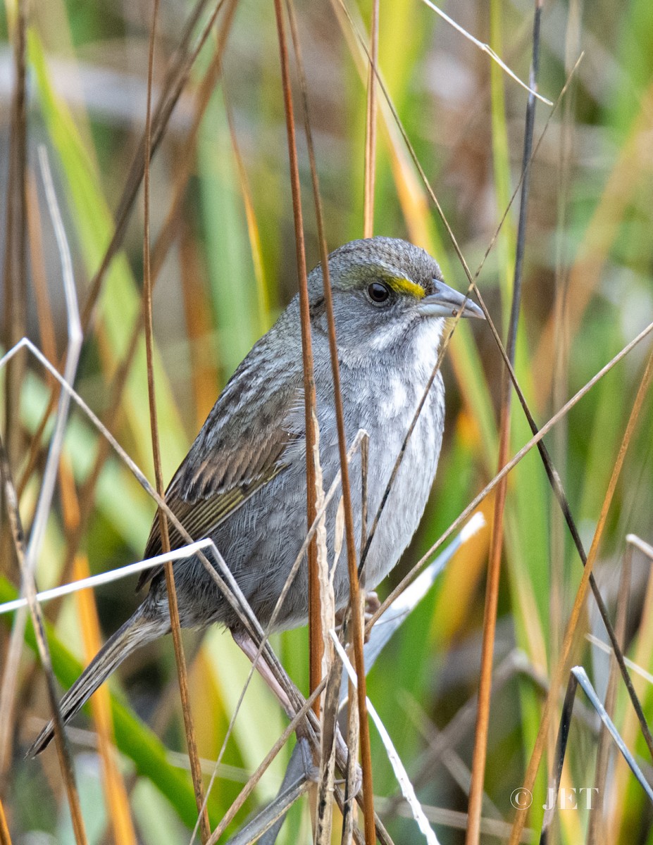 Seaside Sparrow - ML614703955