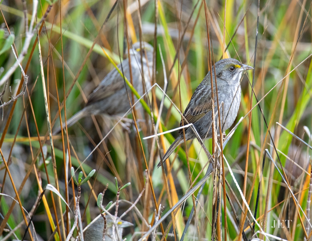 Seaside Sparrow - ML614703956