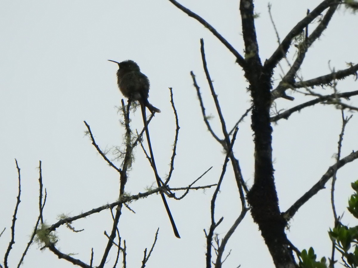 Black-tailed Trainbearer - ML614703964