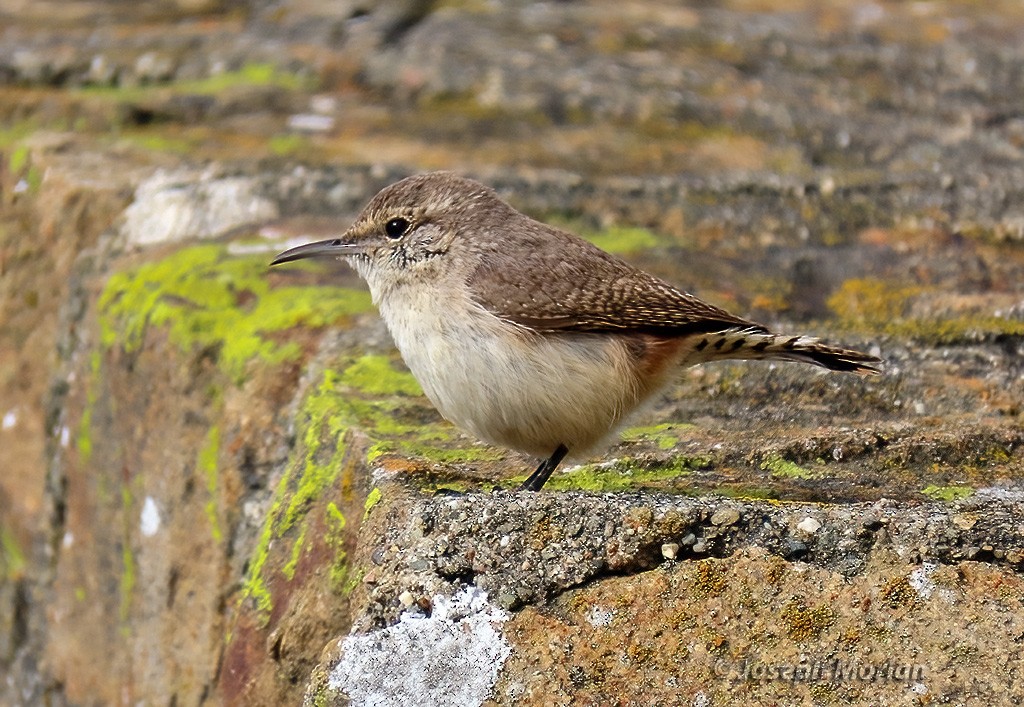 Rock Wren - Joseph Morlan