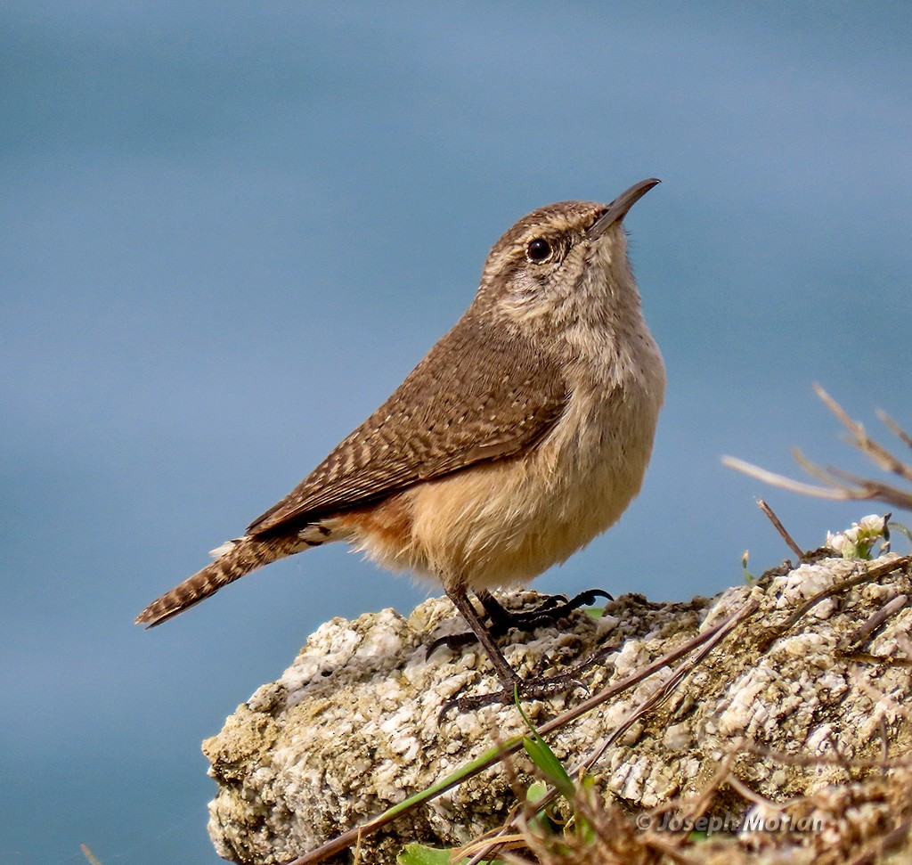 Rock Wren - Joseph Morlan