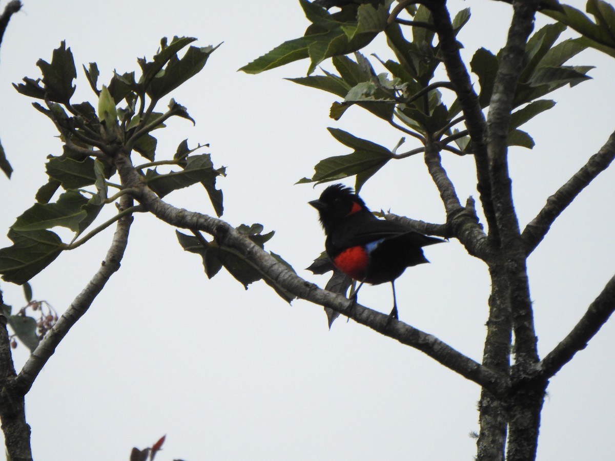 Scarlet-bellied Mountain Tanager - Bev Agler