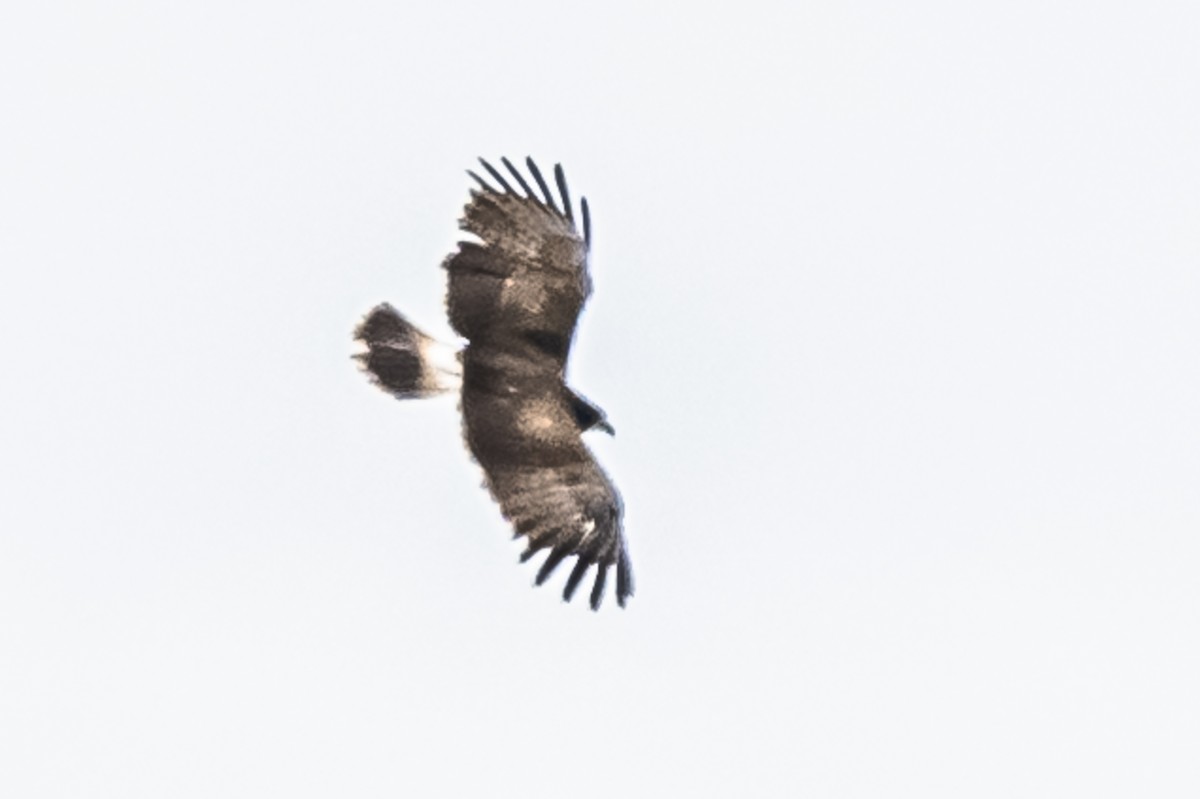 Harris's Hawk - ML614704020