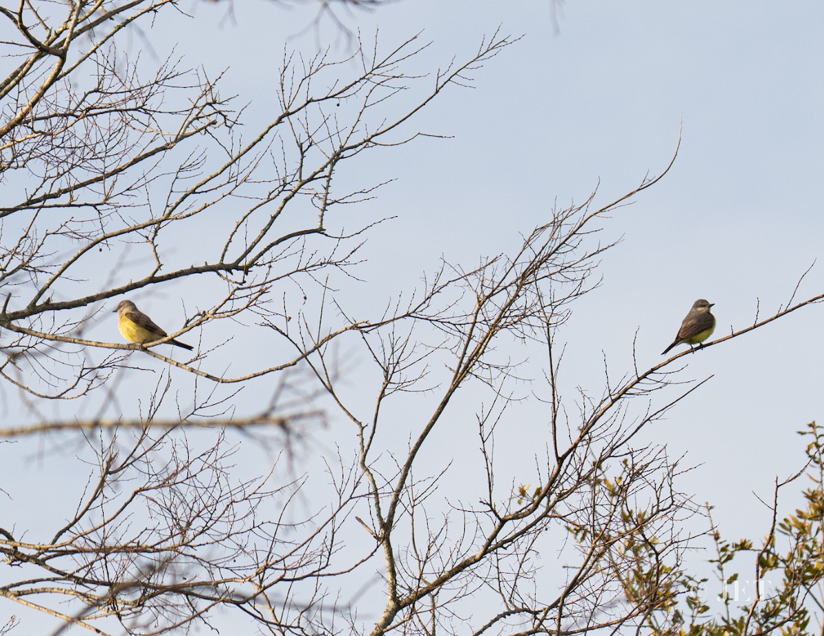 Western Kingbird - John E. Tjaarda