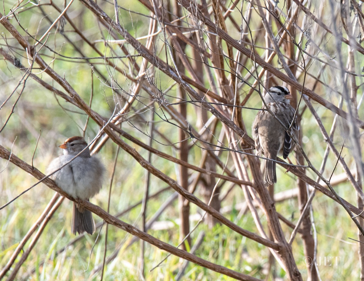 White-crowned Sparrow - John E. Tjaarda