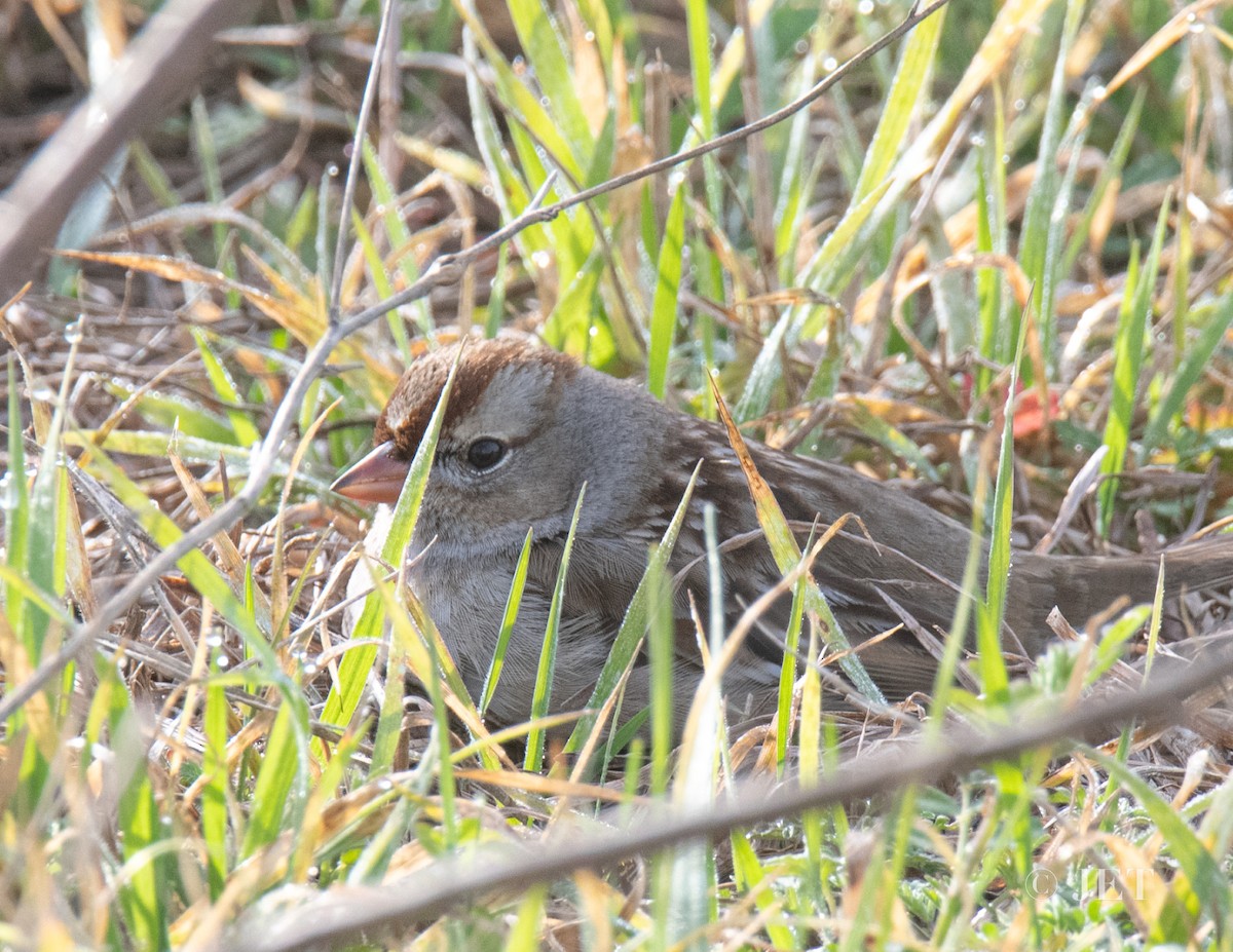 White-crowned Sparrow - ML614704055