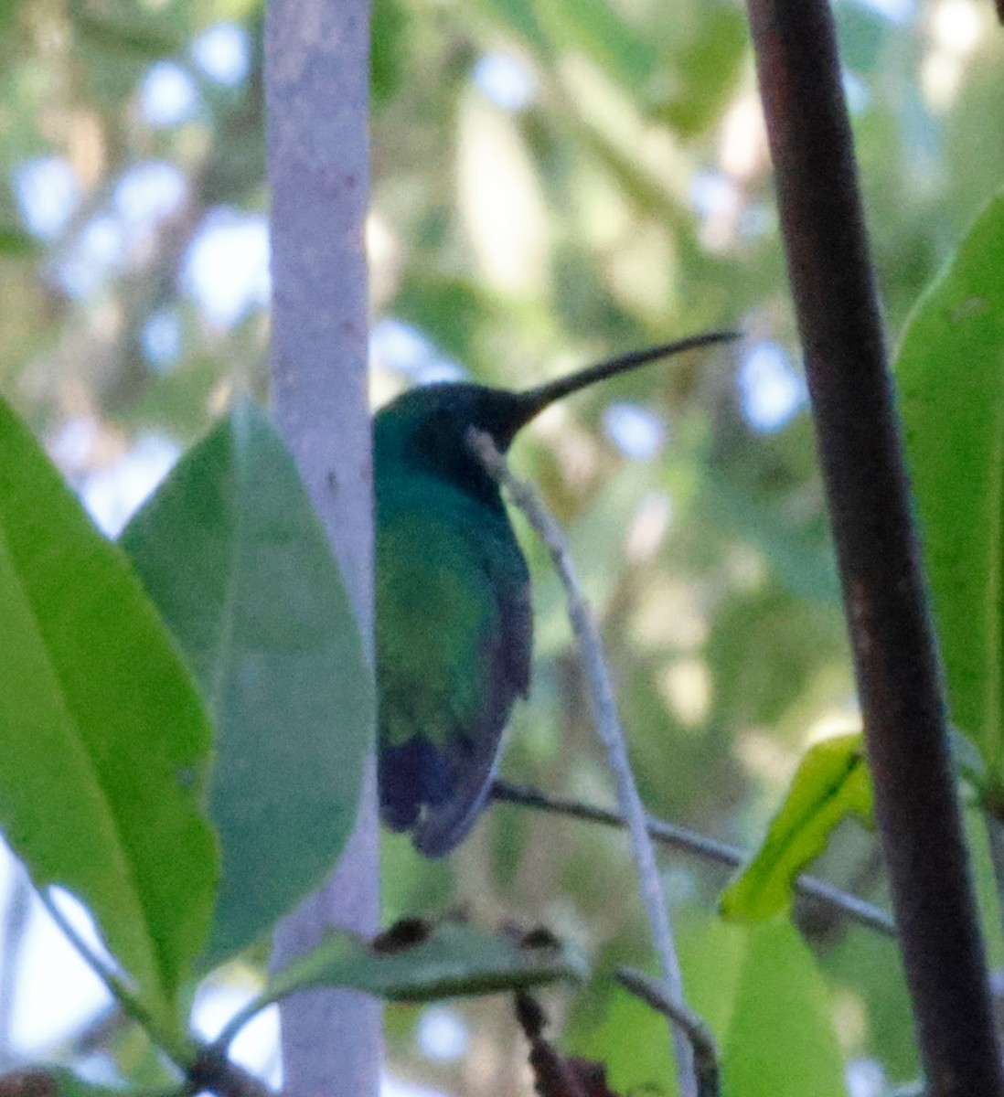 kolibřík zelenohrdlý - ML614704101