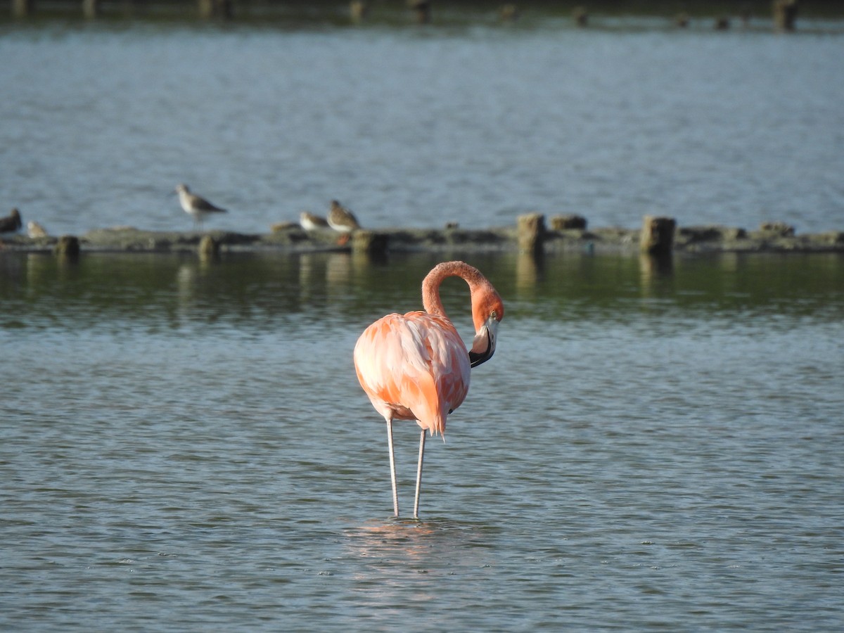 American Flamingo - ML614704115