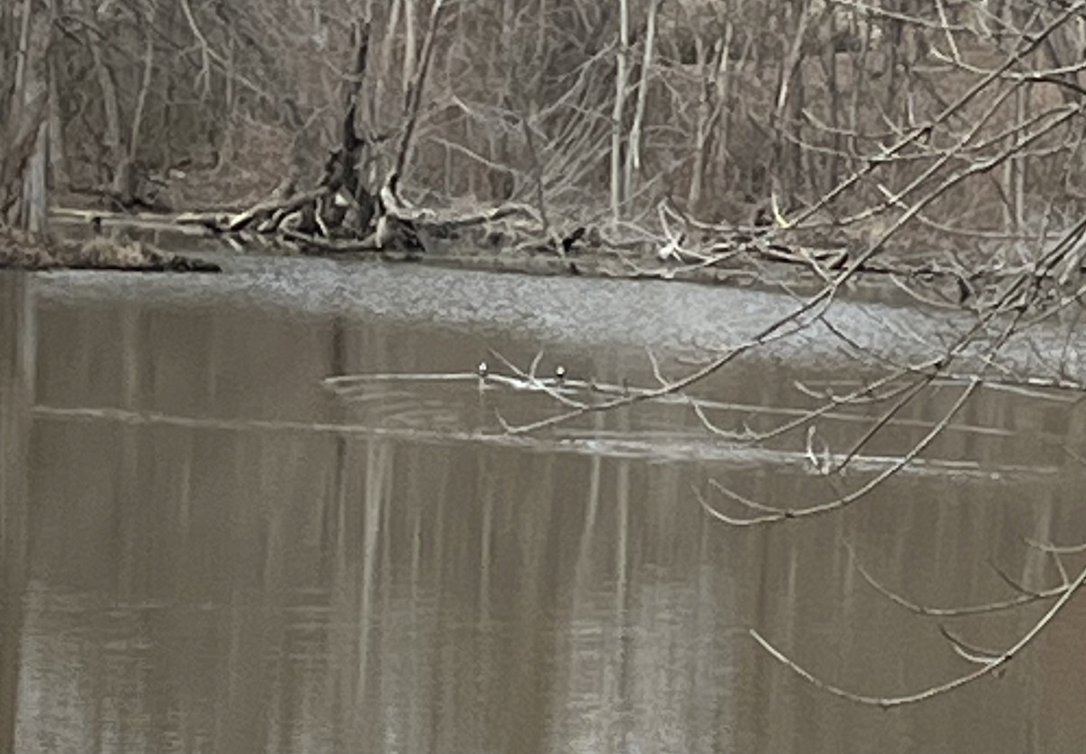 Hooded Merganser - ML614704119