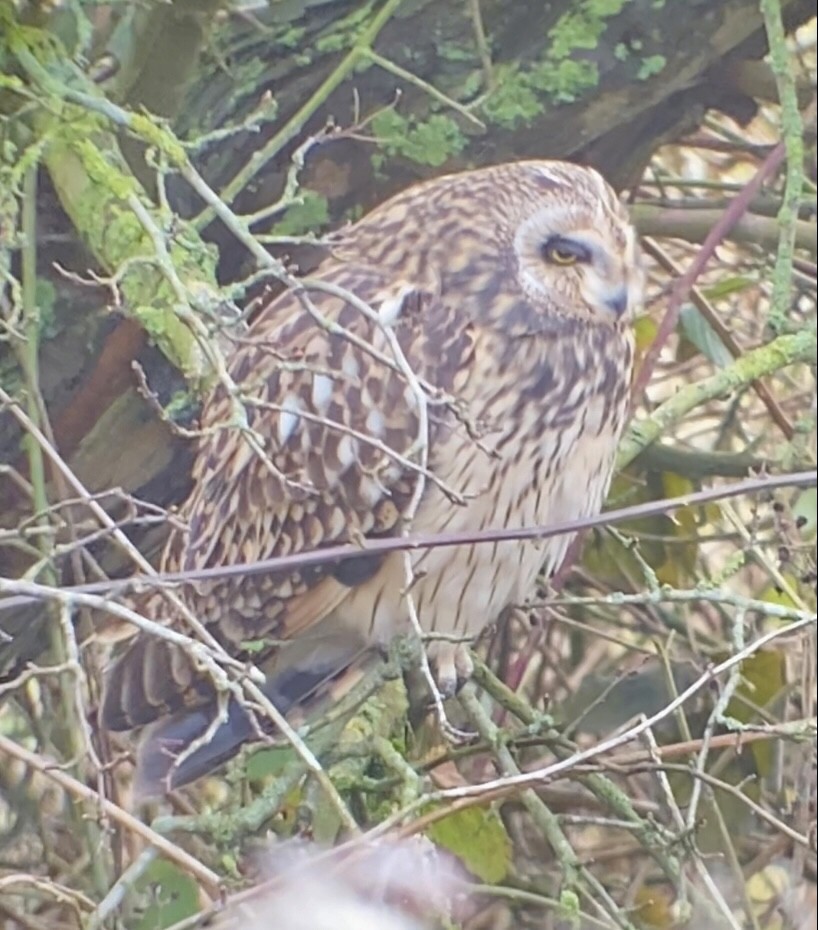 Short-eared Owl - ML614704127