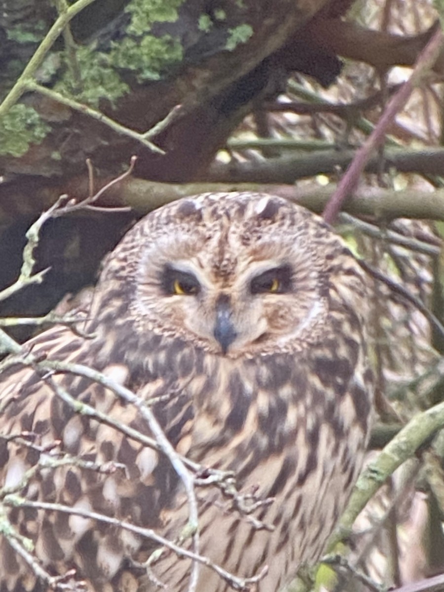 Short-eared Owl - ML614704128