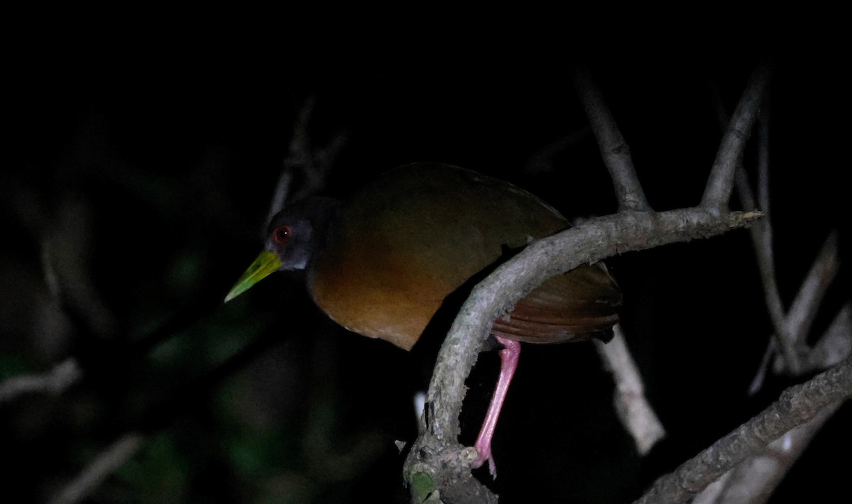 Gray-cowled Wood-Rail - pat sein