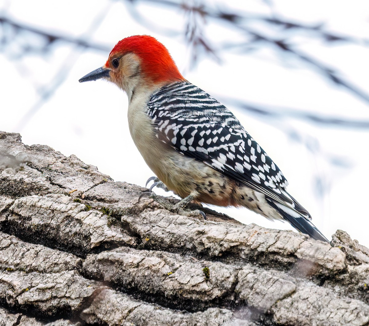 Red-bellied Woodpecker - Debbie Lombardo