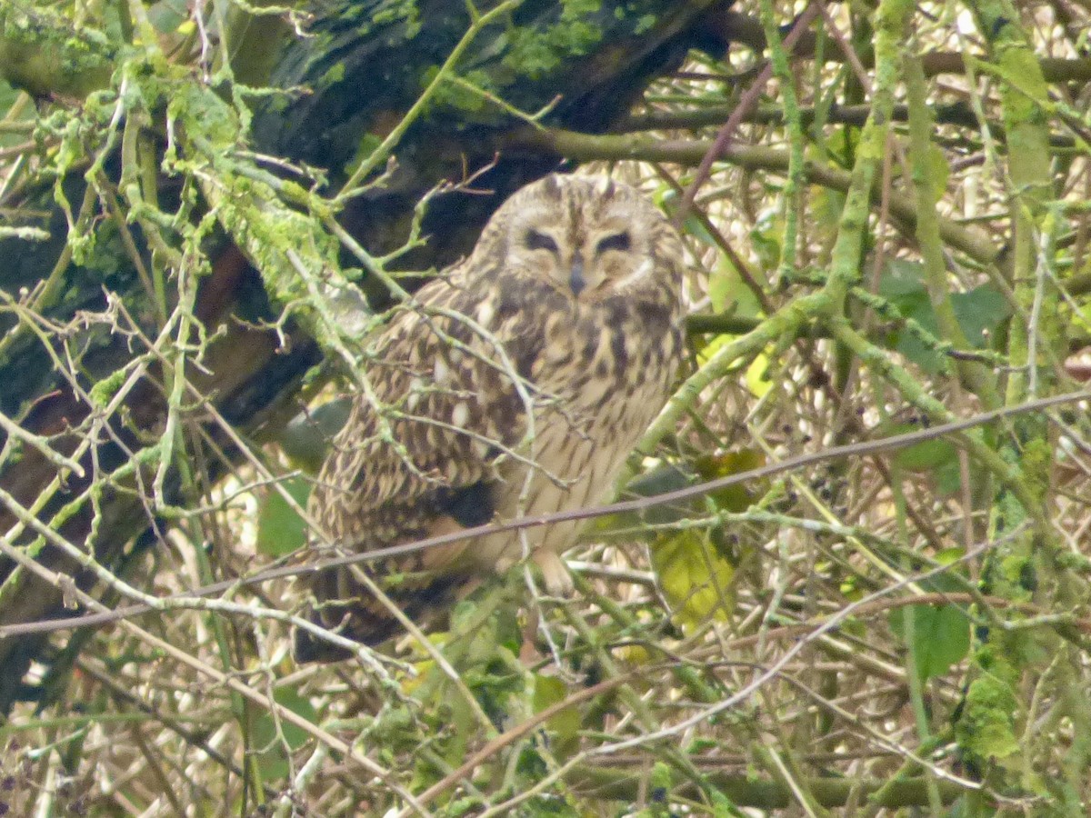 Short-eared Owl - ML614704152