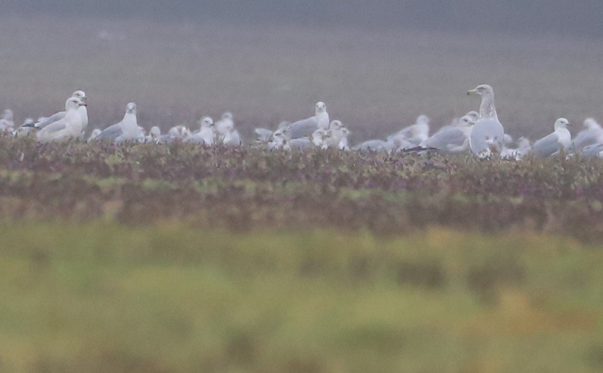 Herring Gull (American) - ML614704182