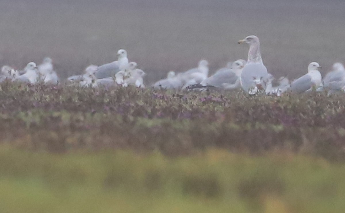 Herring Gull (American) - ML614704187