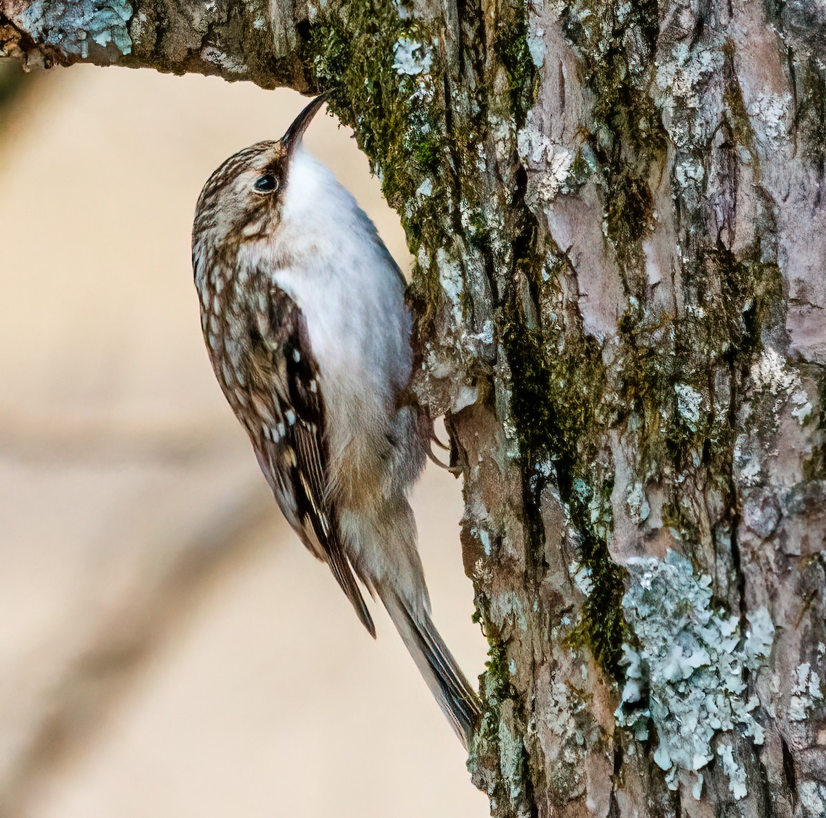 Brown Creeper - ML614704197