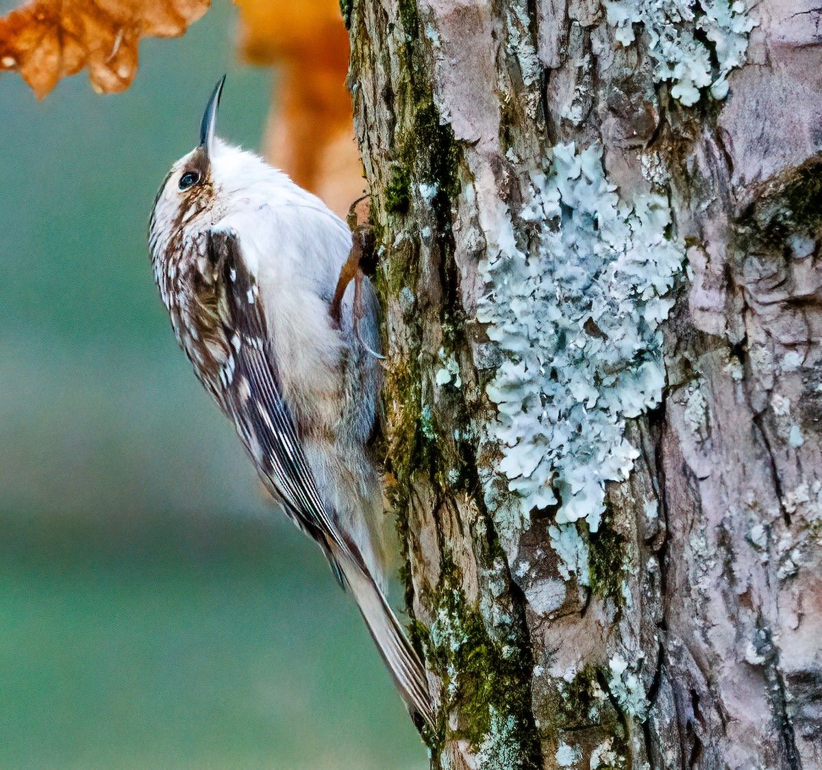 Brown Creeper - ML614704198