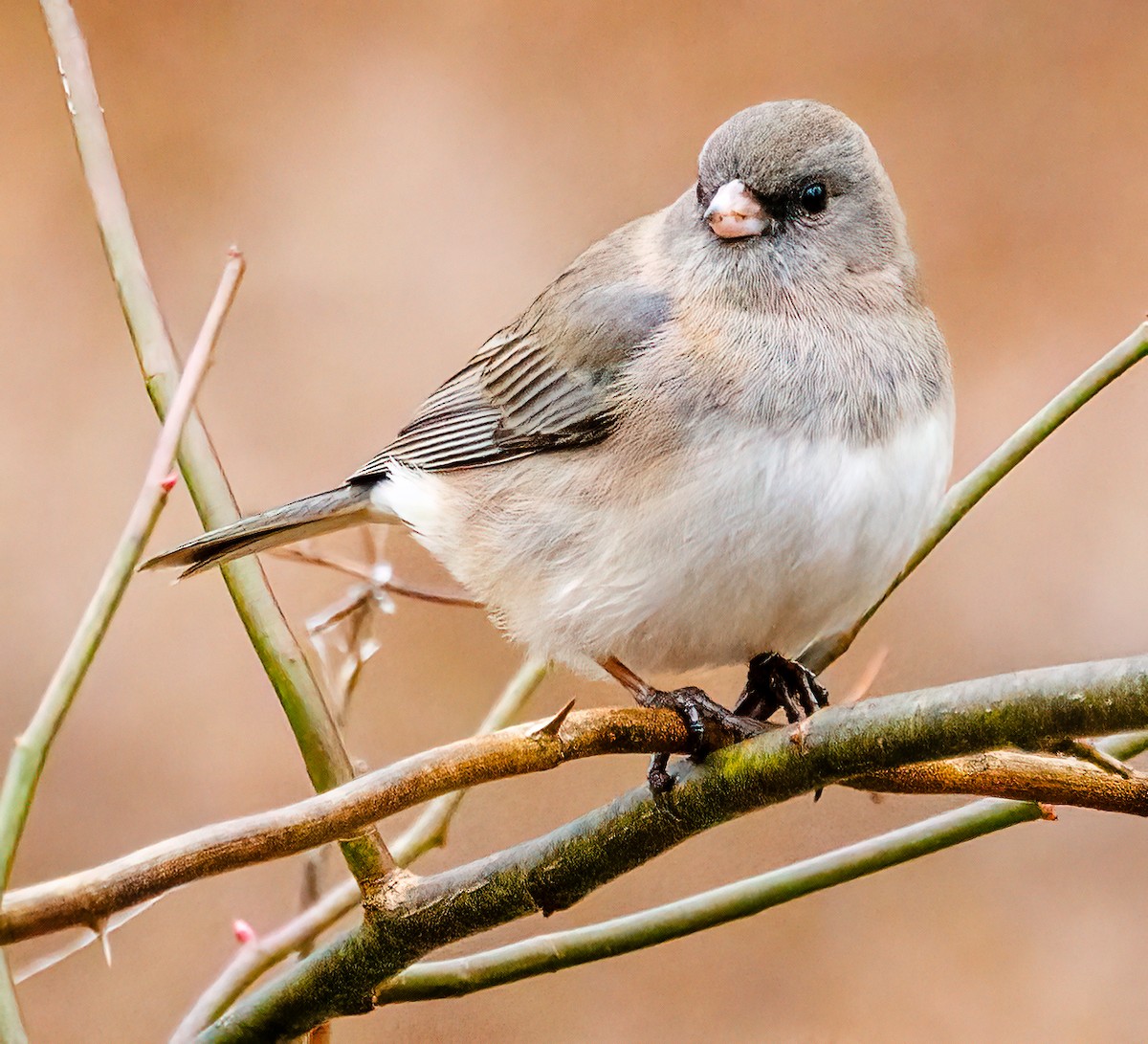 Dark-eyed Junco - ML614704230