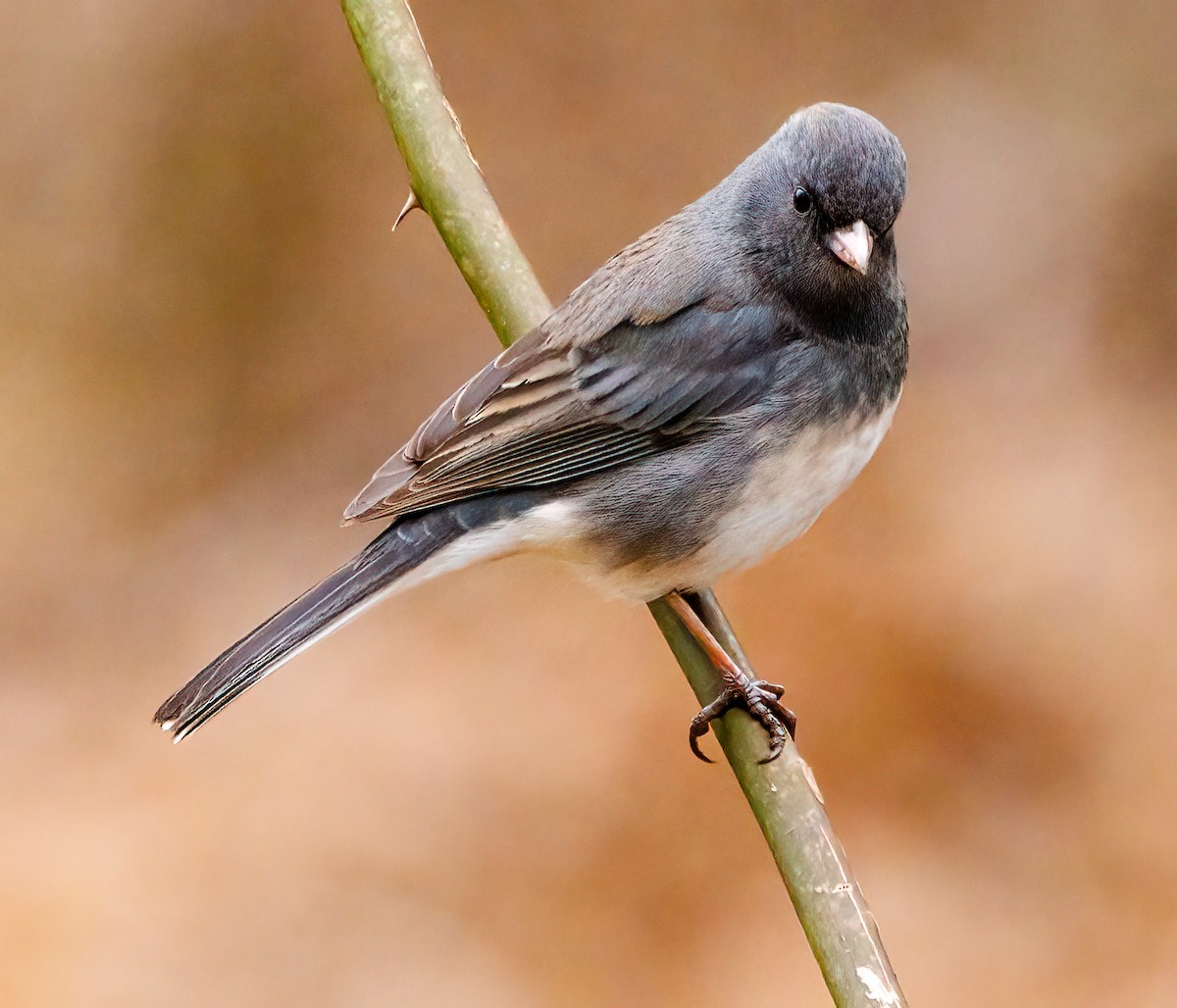 Dark-eyed Junco - ML614704232