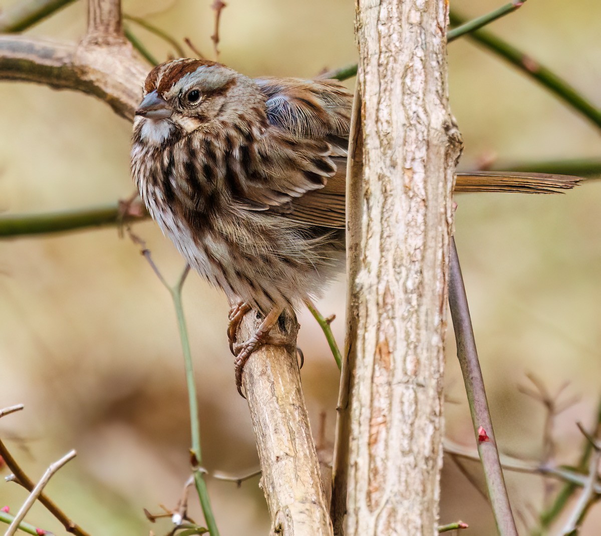 Song Sparrow - ML614704258