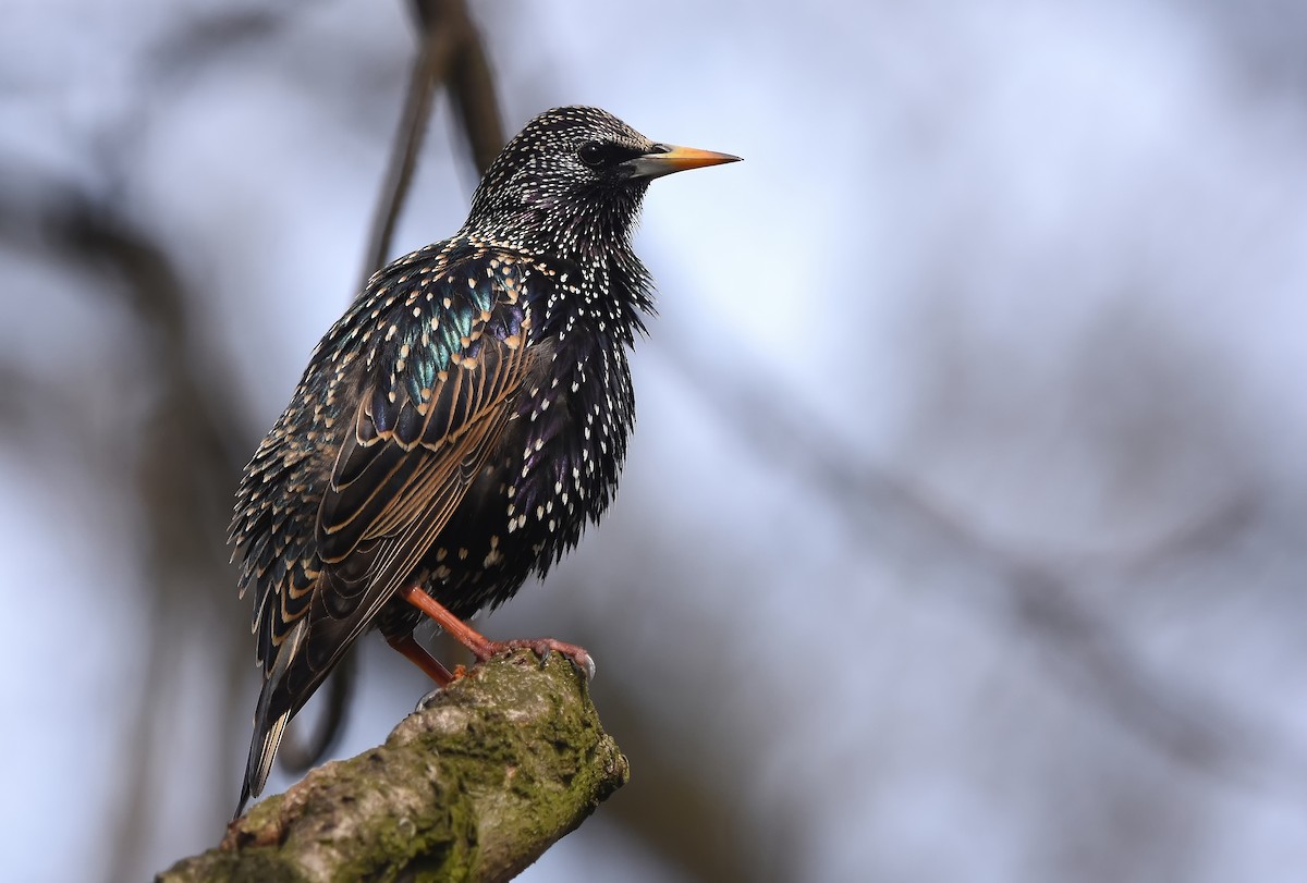 European Starling - Mikołaj Rowicki