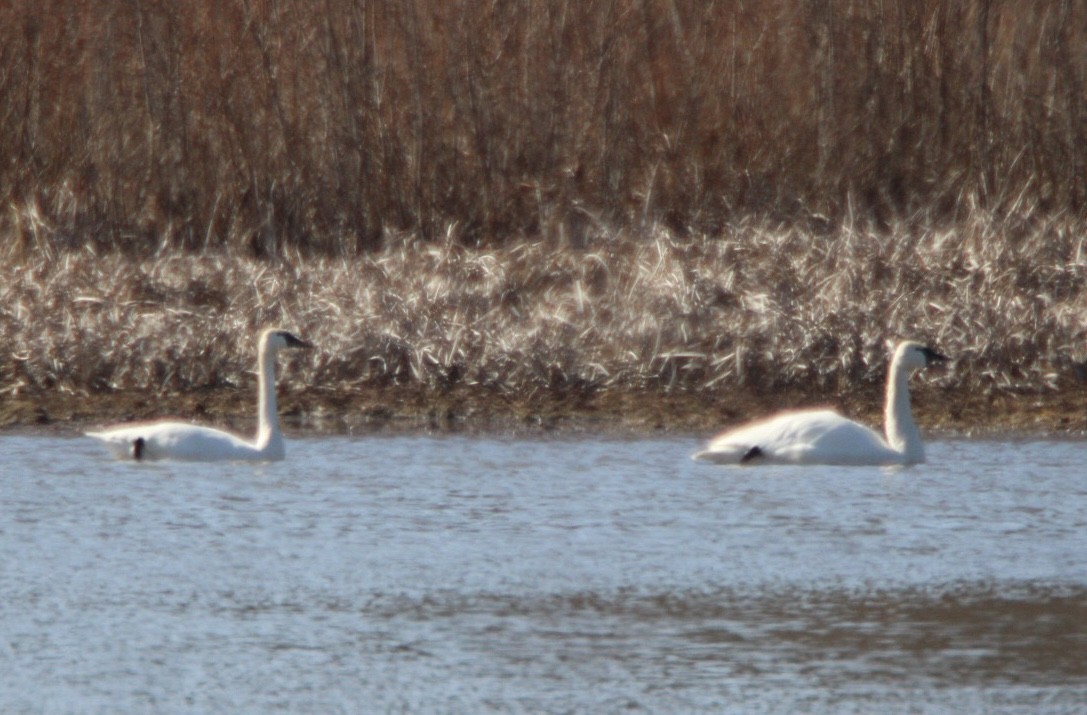 Tundra Swan - Timothy Zike