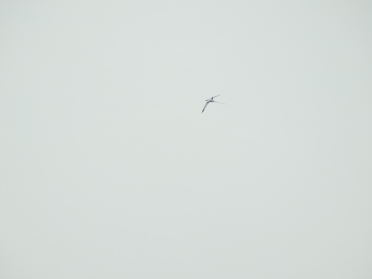 Weißschwanz-Tropikvogel (catesbyi) - ML614704357
