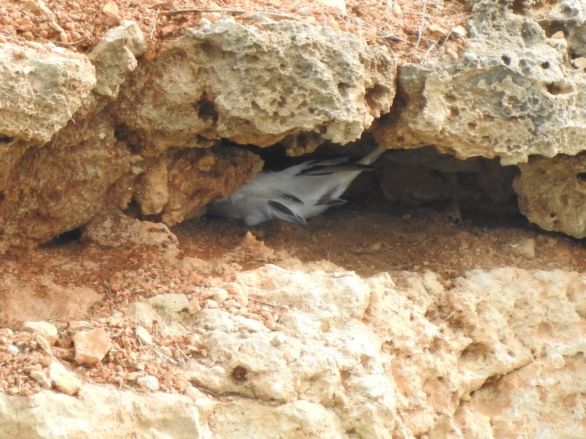 Weißschwanz-Tropikvogel (catesbyi) - ML614704384