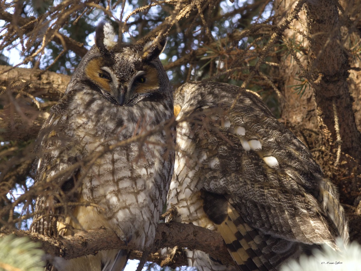 Long-eared Owl - ML614704557