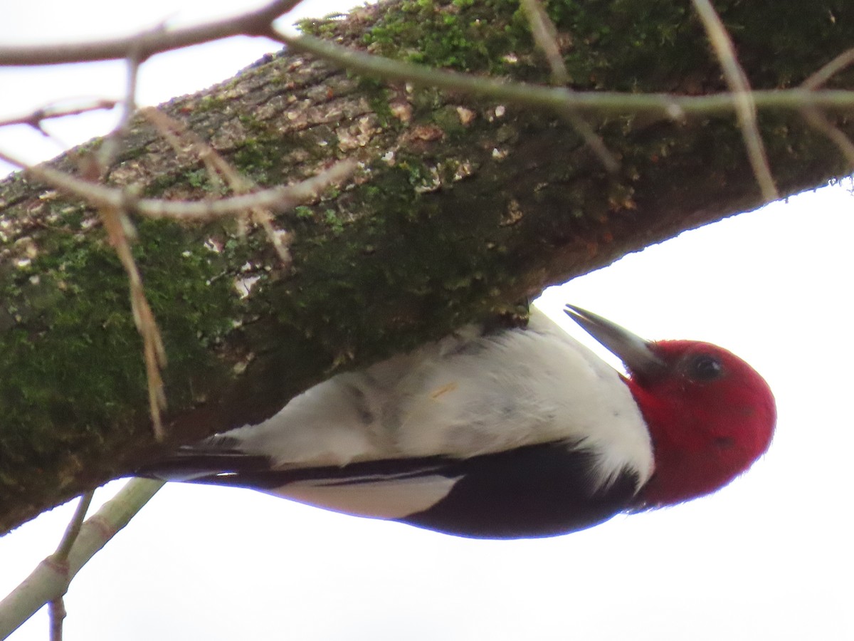 Red-headed Woodpecker - ML614704569