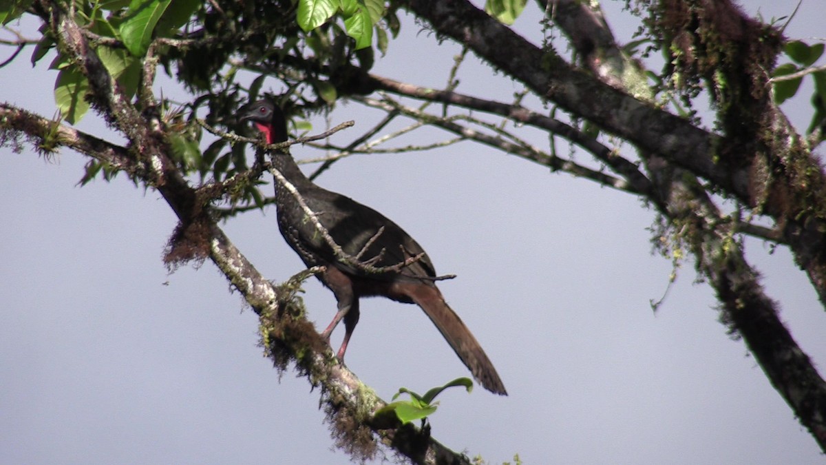 Crested Guan - ML614704654