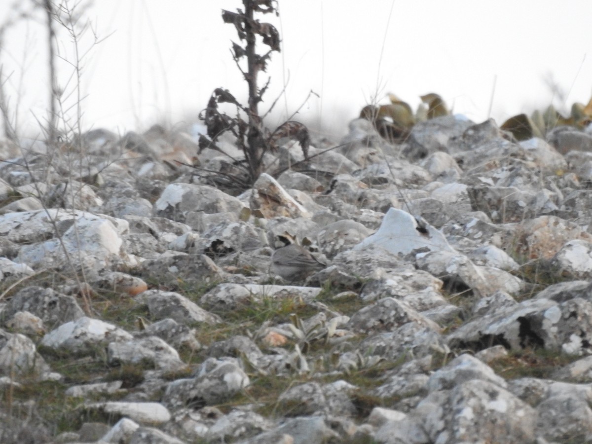 Horned Lark - Durmuş Konar