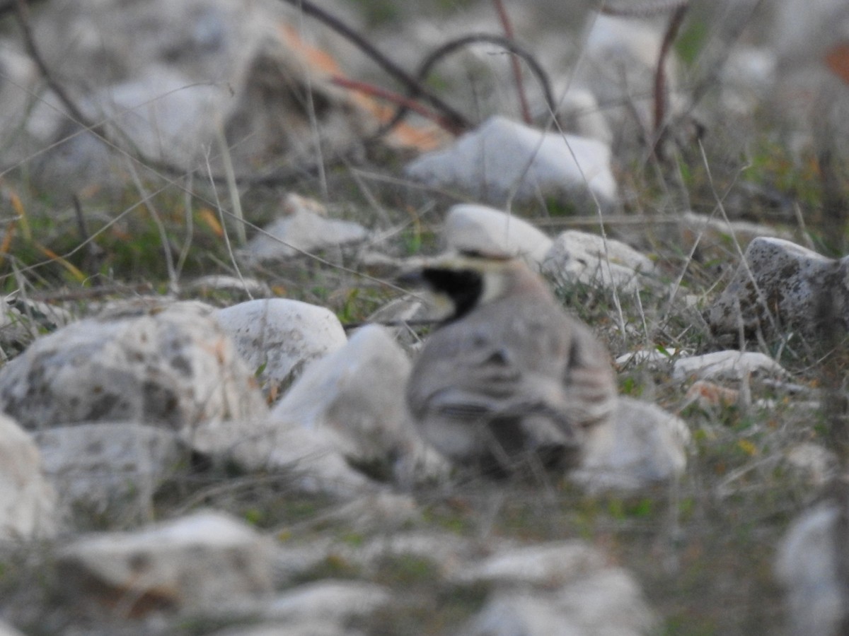 Horned Lark - ML614704736