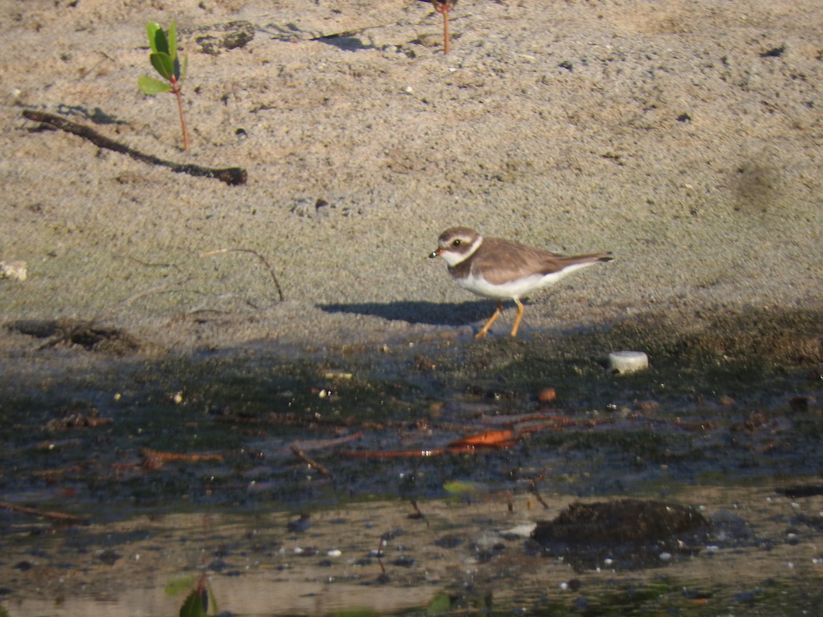 Semipalmated Plover - ML614704744