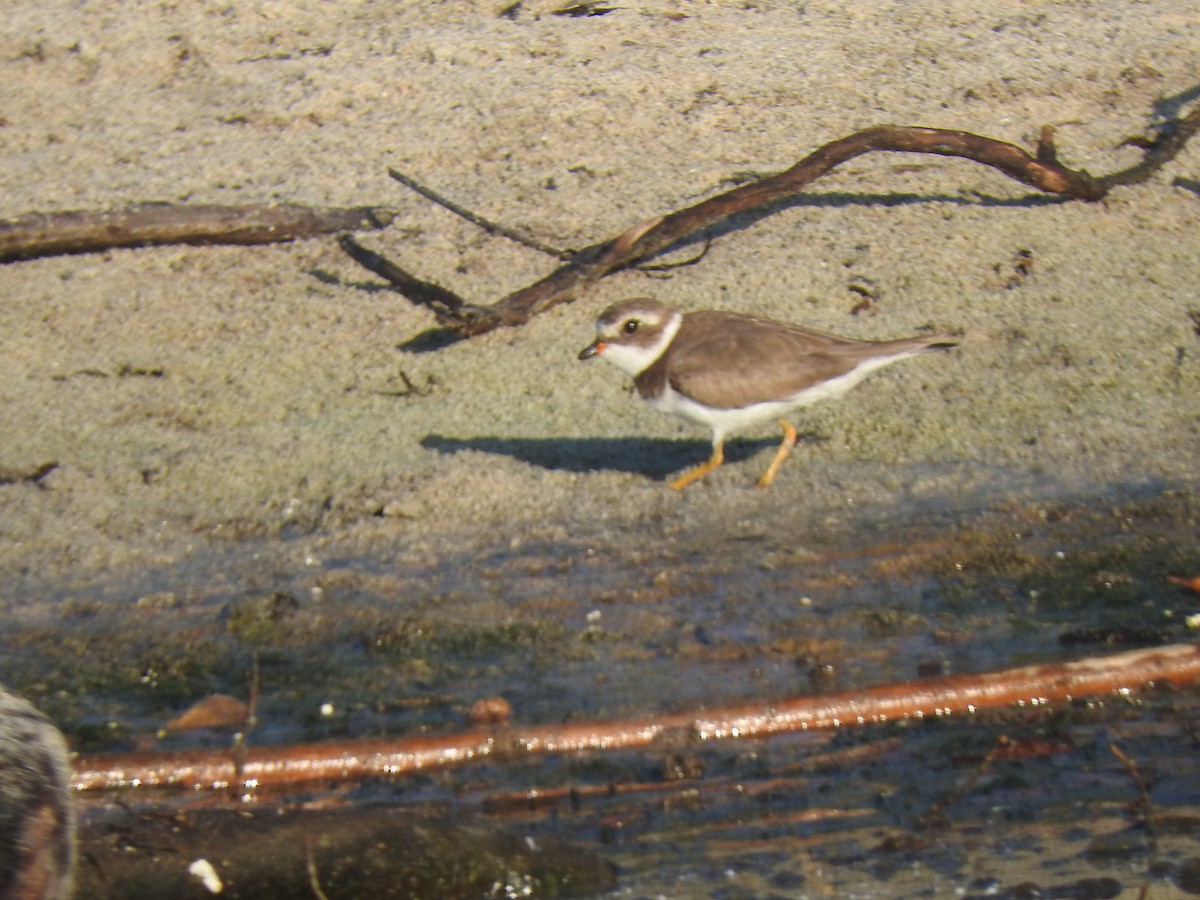 Semipalmated Plover - ML614704745