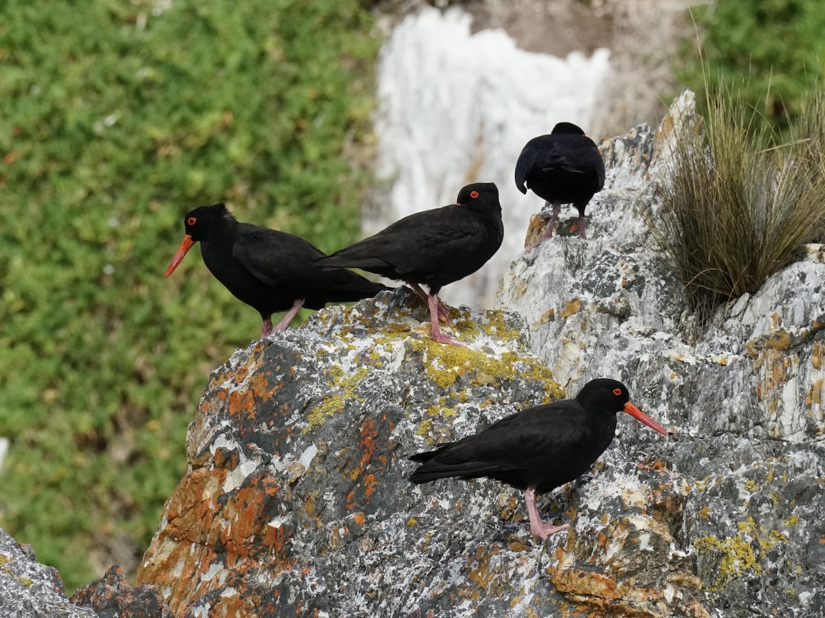 Sooty Oystercatcher - ML614704809