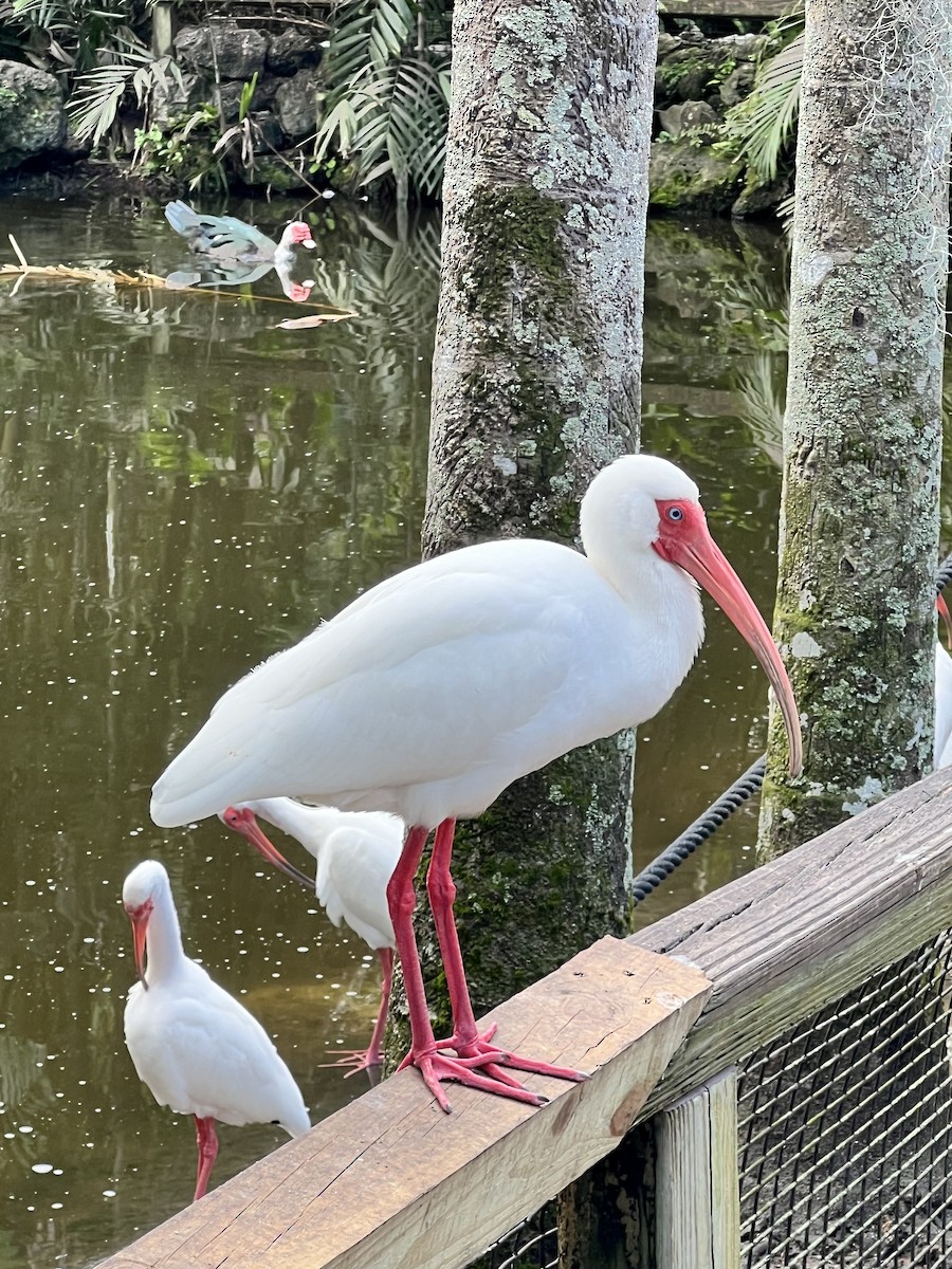 White Ibis - Dan Peshka