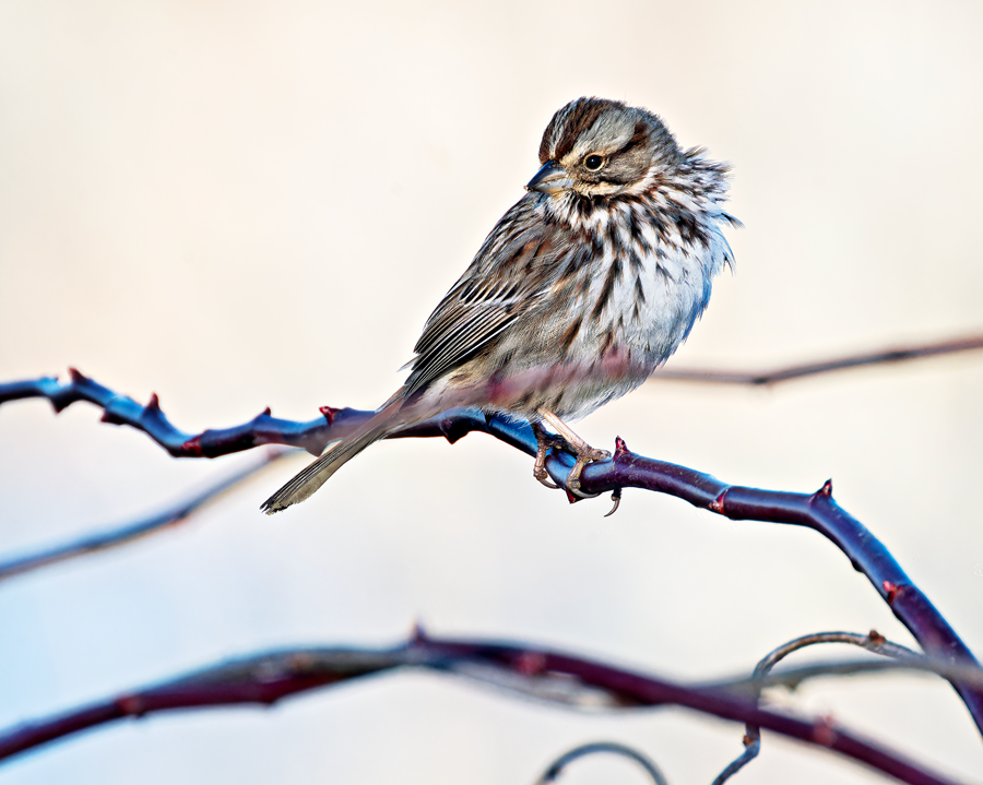 Song Sparrow - ML614704889