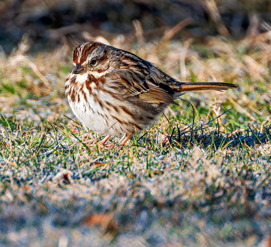 Song Sparrow - ML614704890