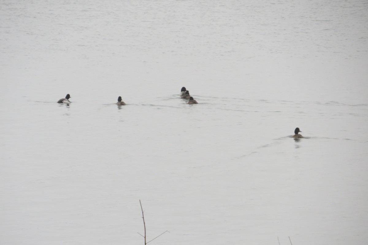 Lesser Scaup - ML614704938