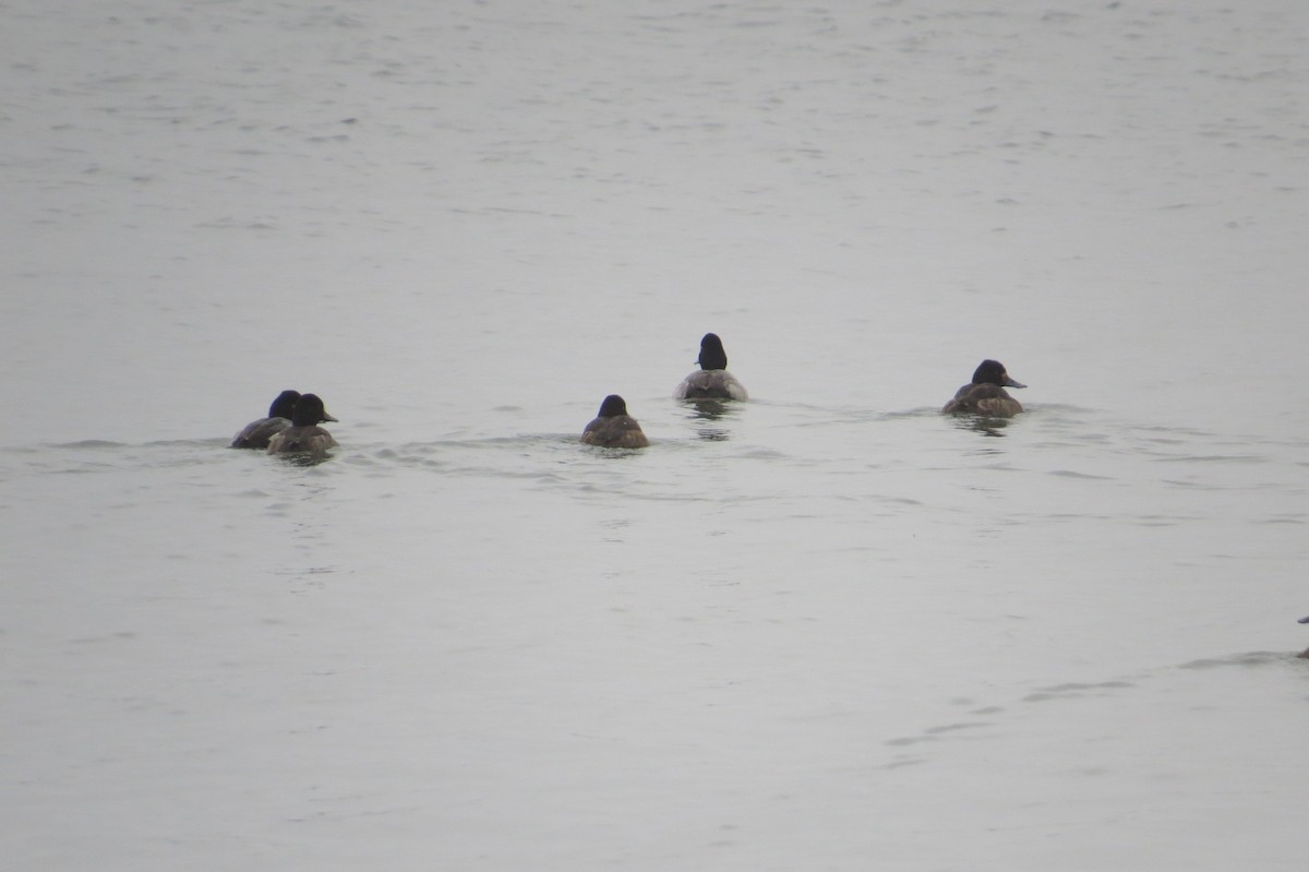Lesser Scaup - Eric Haskell