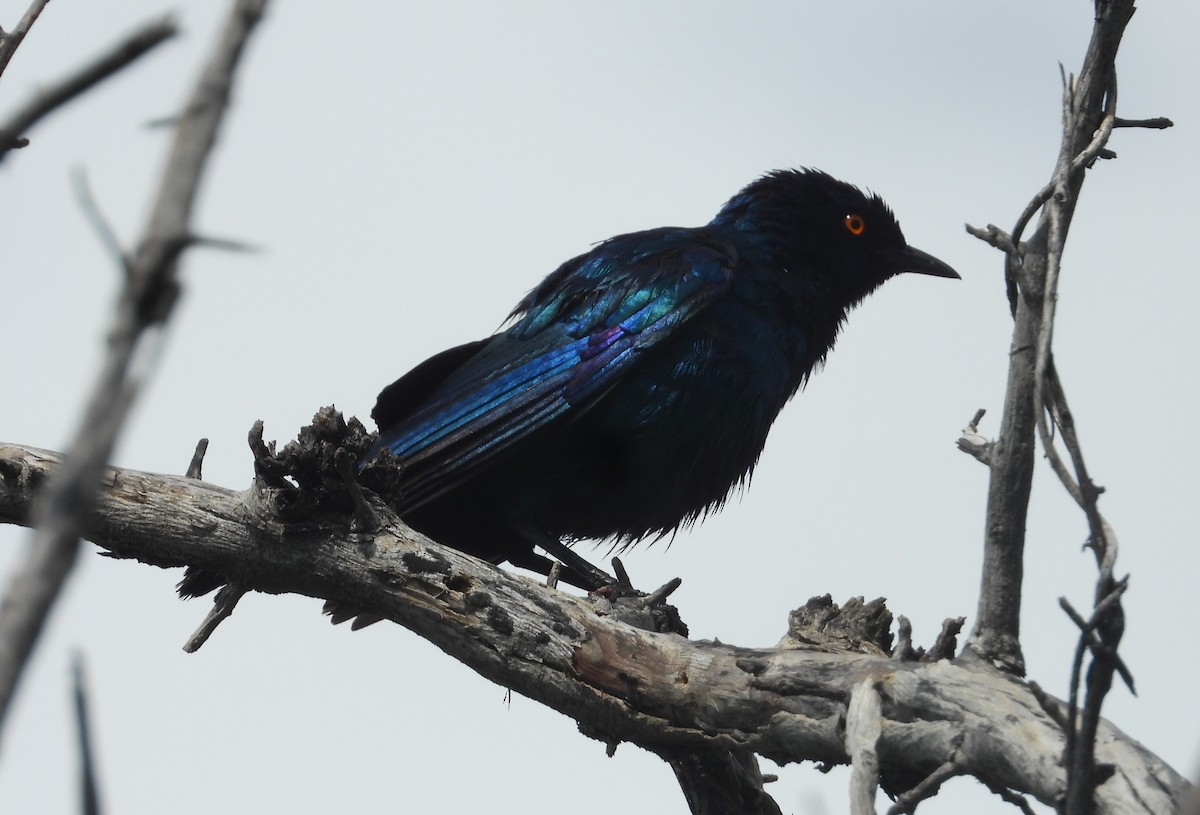 Cape Starling - ML614704960