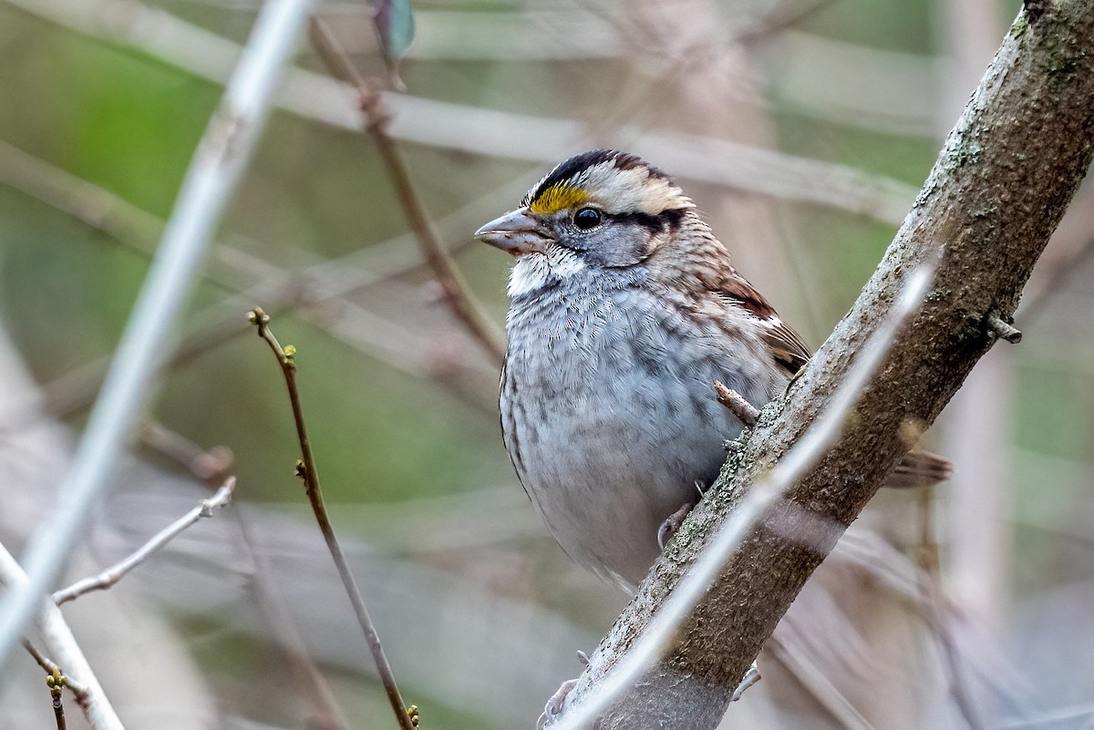 White-throated Sparrow - Kayann Cassidy