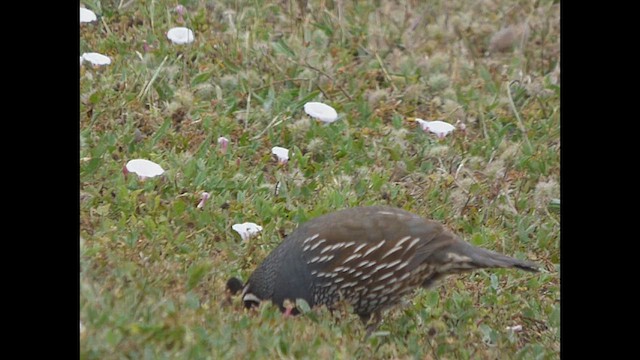 California Quail - ML614705013