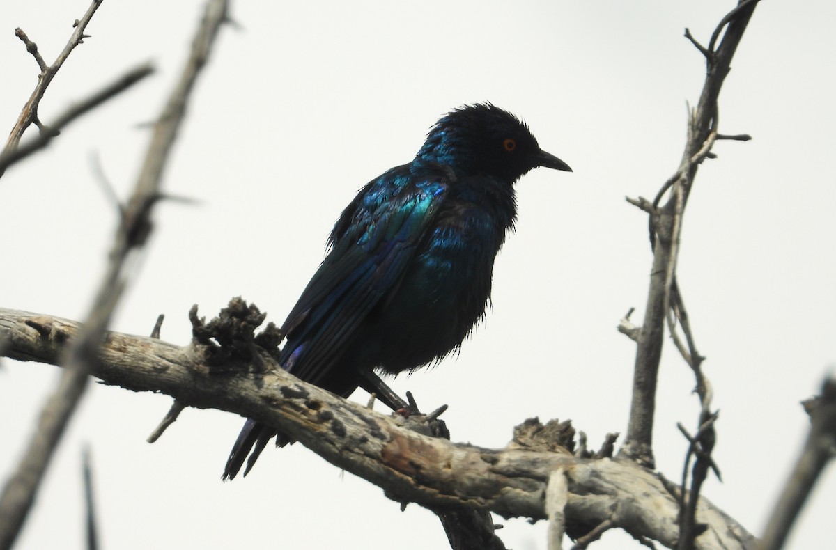 Cape Starling - ML614705023